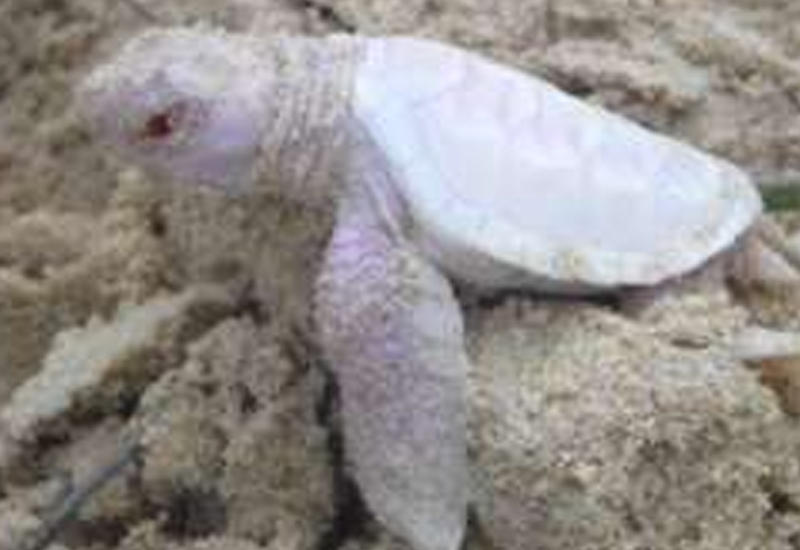 В Австралии нашли редчайшую белую черепаху