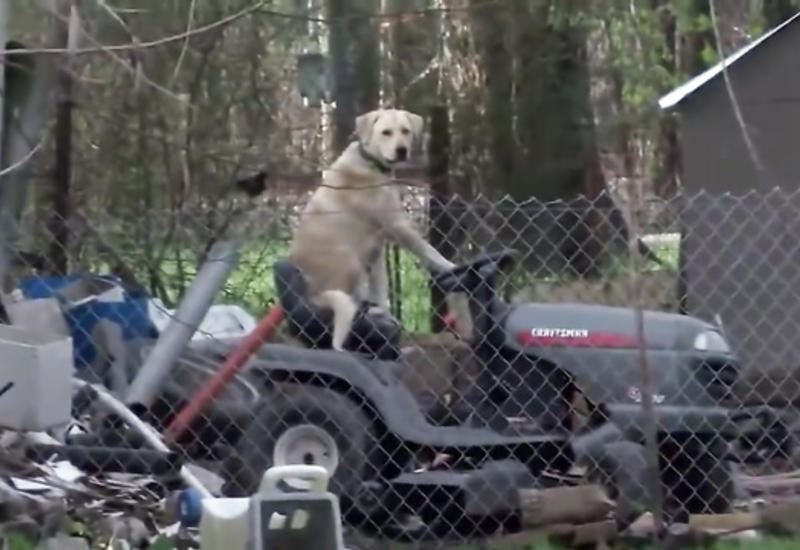 В США собака на газонокосилке прервала важный репортаж