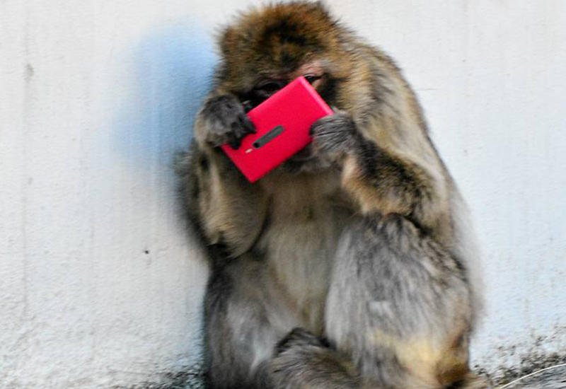 Обезьяна забрала себе смартфон посетительницы зоопарка