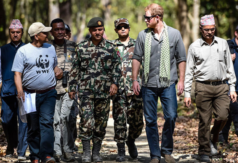 Британский принц притворился тигром в нацпарке Непала
