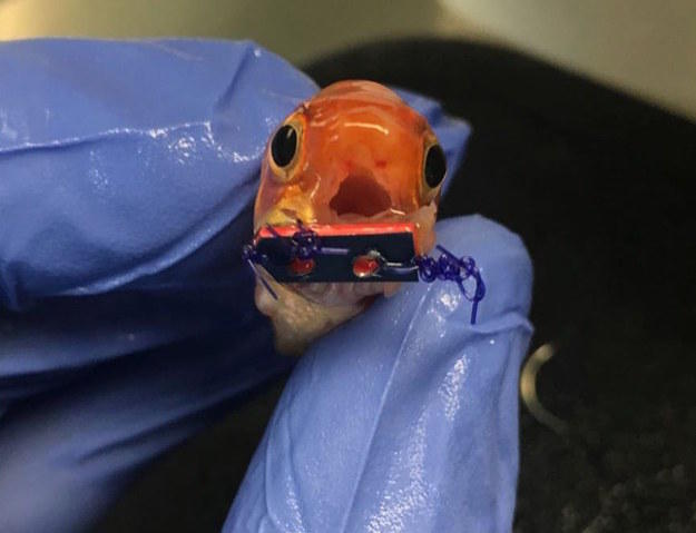 В США золотую рыбку спасли с помощью брекетов