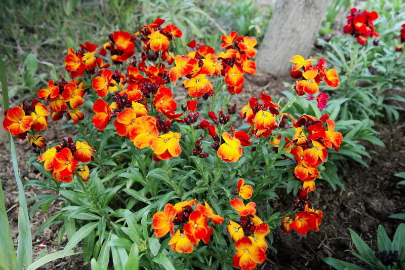 Разноцветная весна в Мардакянском дендрарии
