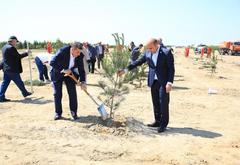 Suraxanıda Ulu Öndərin anadan olmasının 93 illiyi münasibəti ilə ağacəkmə aksiyası keçirilib