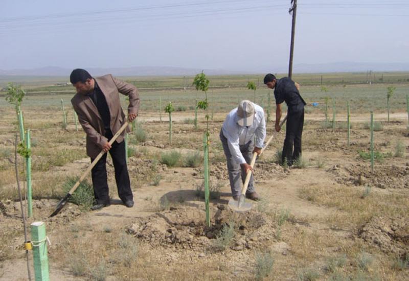 По случаю дня рождения Общенационального лидера Гейдара Алиева в регионах проведены акции по посадке деревьев