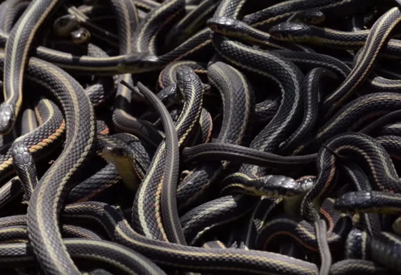 Самое большое сообщество змей в мире в Канаде