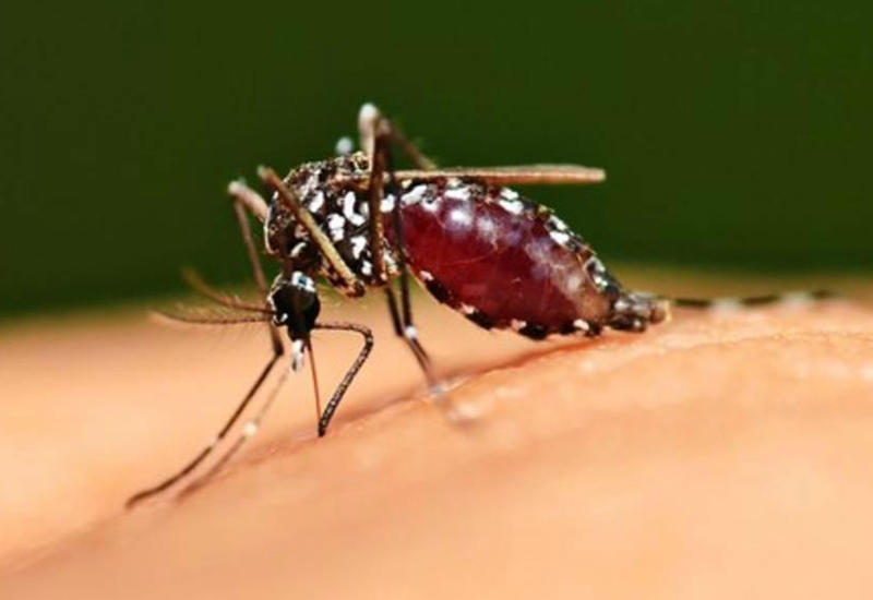 Почему на вас постоянно нападают комары, а на других людей - нет?