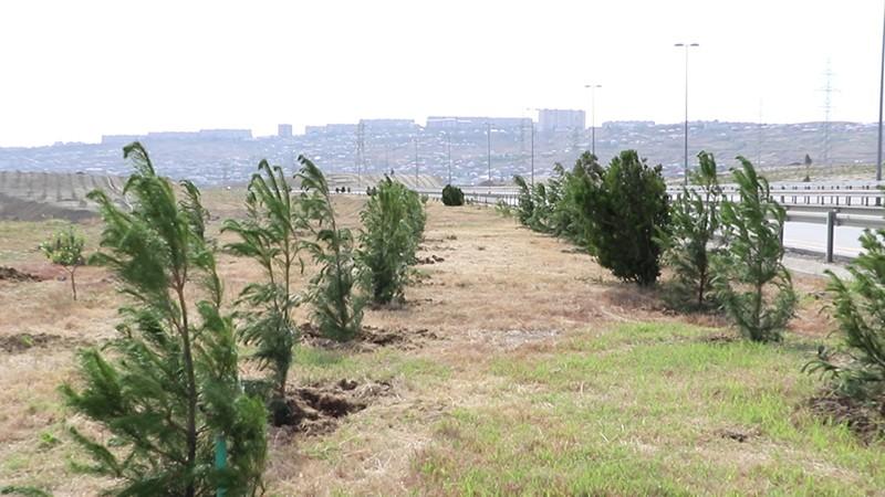 Вдоль крупной трассы в Баку высадили тысячи эльдарских сосен