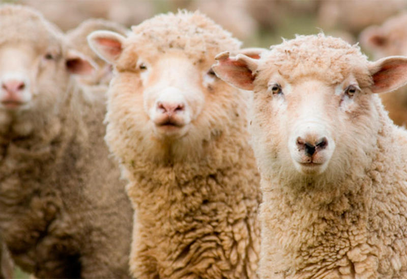 В Азербайджане разбойники напали на пастуха