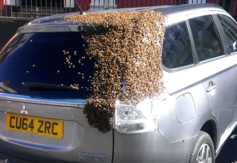В Уэльсе тысячи пчел атаковали автомобиль
