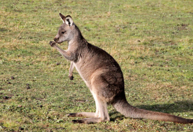 В Австралии кенгуру переломал туристкам кости