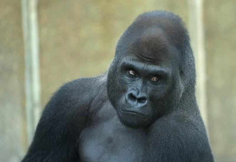 Директор зоопарка, где застрелили гориллу, успокоил недовольных американцев