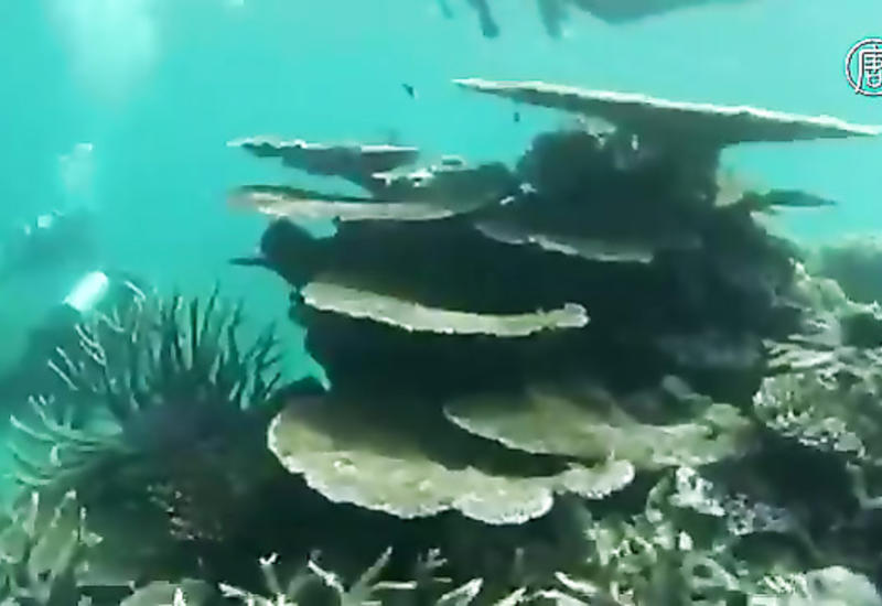 Масштабное обесцвечивание барьерного рифа напугало ученых
