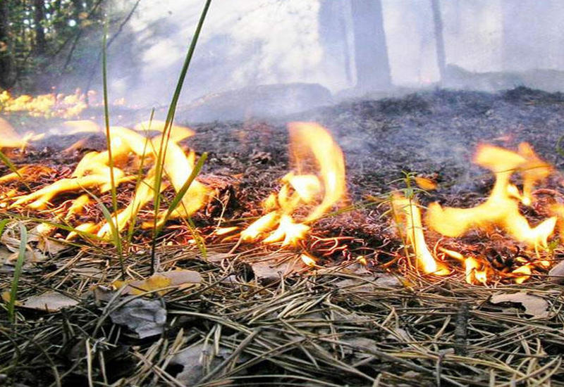 В Шабранском районе горит лес