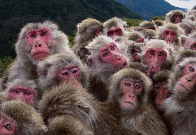 В Танзании судят армян, пытавшихся вывезти 61 обезьяну