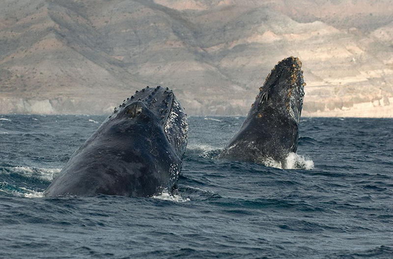 Восхитительные снимки фотографа, наблюдавшего за морскими животными более 25 лет