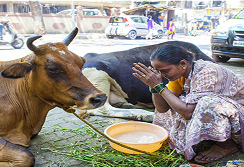 Сенсационное открытие индийский ученых: коровы дают золото