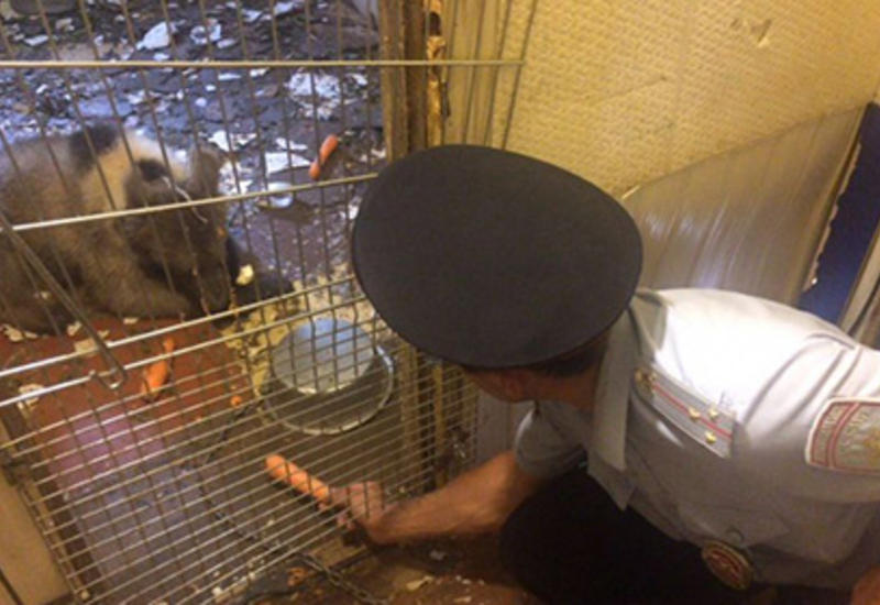 В Москве в гараже обнаружили медвежонка