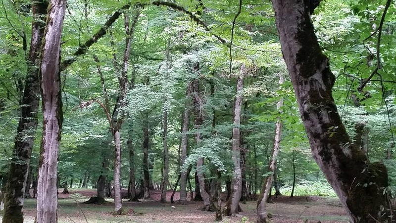 Разноцветное азербайджанское лето - ФОТОСЕССИЯ