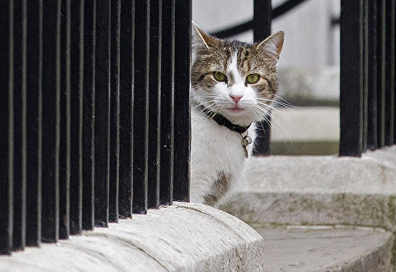 В Британии коты министерства устроили драку, один поранил лапу
