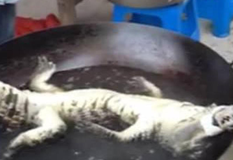В Китае шестеро мужчин заживо сварили редчайшего аллигатора