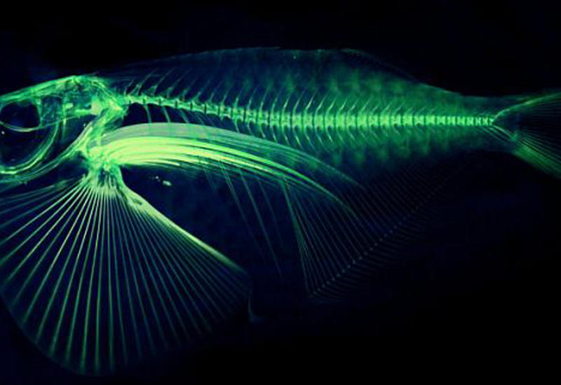Ученые планируют создать 3D модели скелетов всех видов рыб