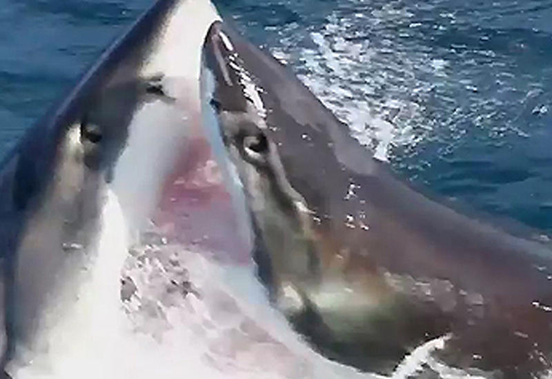 В Сети появились редкие кадры битвы двух акул