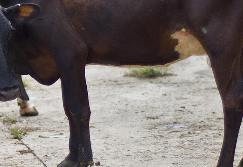 На Кубе появилась новая порода коров, умирающая в неволе