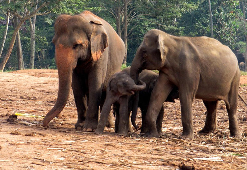 В Индии ищут слона, убившего десятки человек