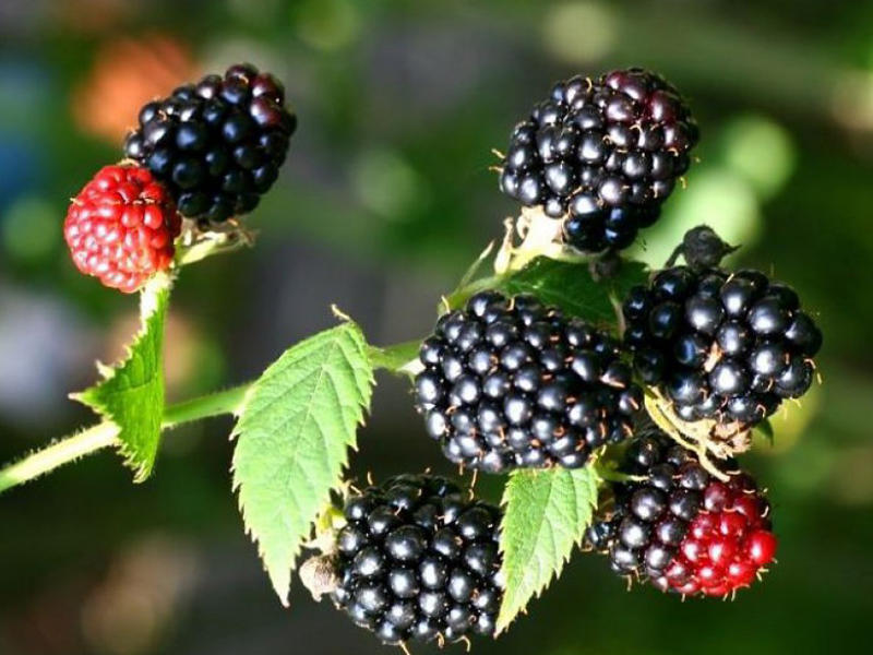 Ежевика блэк. Ежевика Блэк сатин. Ежевика Блэк Даймонд. Rubus 'Black Satin'. Rubus fruticosus Black Satin.