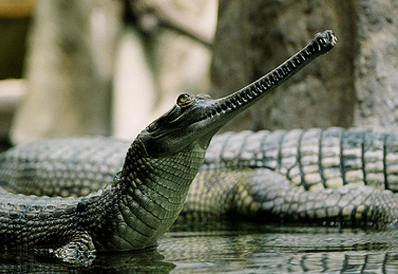 Небывалое нашествие крокодилов в Индии