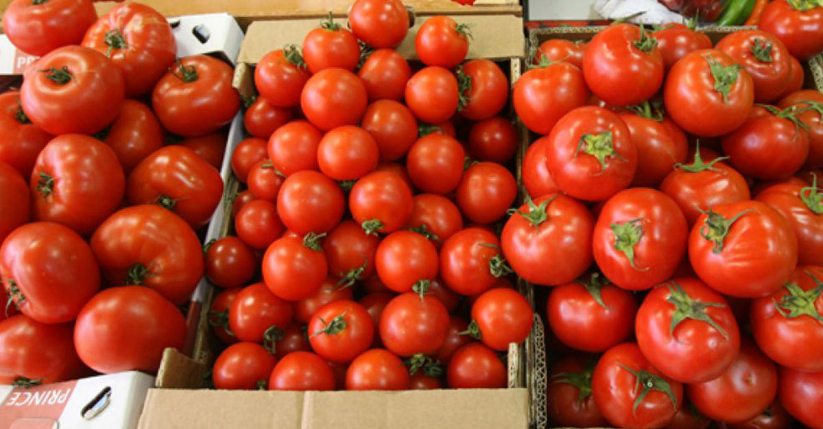 Россия разрешила ввоз томатов еще 15 азербайджанских производителей