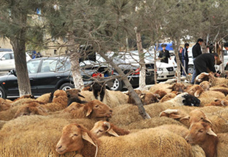 Пункты продажи жертвенных животных в Баку