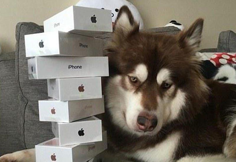Сын китайского миллионера купил своей собаке восемь iPhone 7