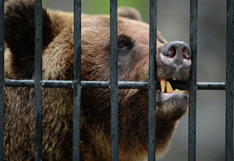 Медведица в польском зоопарке откопала снаряд