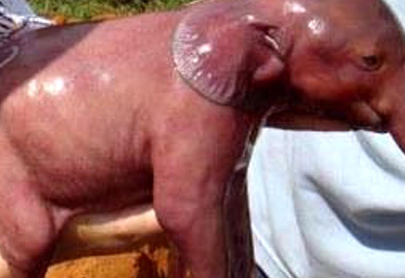 12 новорожденных животных, в которых невозможно поверить