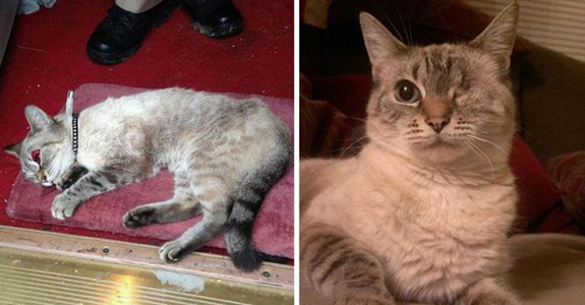 Подобрали котенка с улицы. Коты до и после спасения. Котята до и после. Спасенные котята до и после. Кошки которых подобрали на улице.