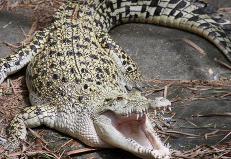 Вот как в Австралии женщина дала отпор крокодилу
