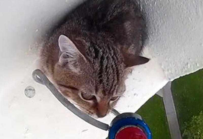 Упавшего на карниз 12-го этажа котенка спасли в Сингапуре