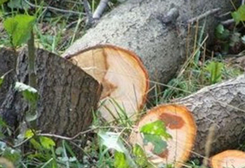 Жителя Лянкярана оштрафовали на крупную сумму за вырубку деревьев