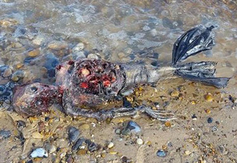 Таинственное существо, похожее на русалку, нашли на британском пляже