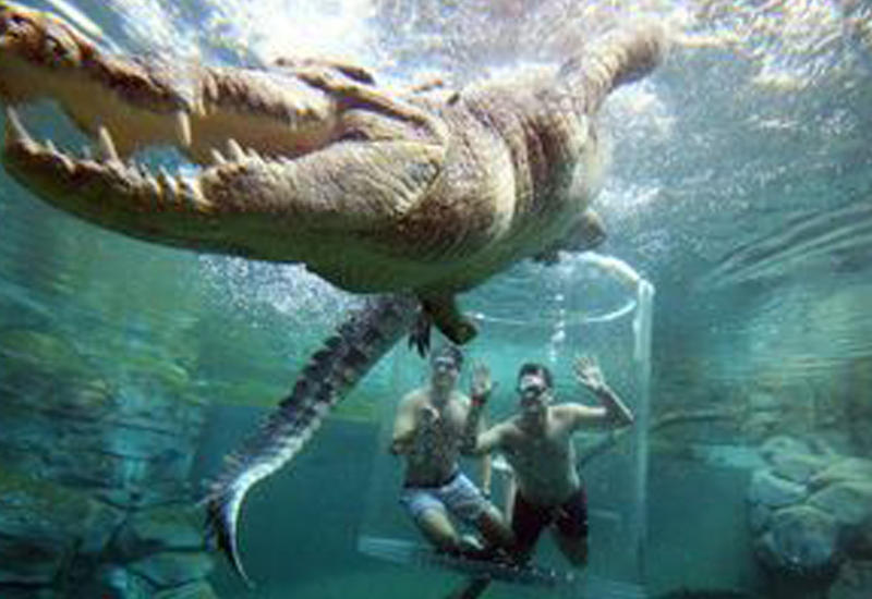 Ужасное развлечение: туристов сажают в бассейн с крокодилом-людоедом