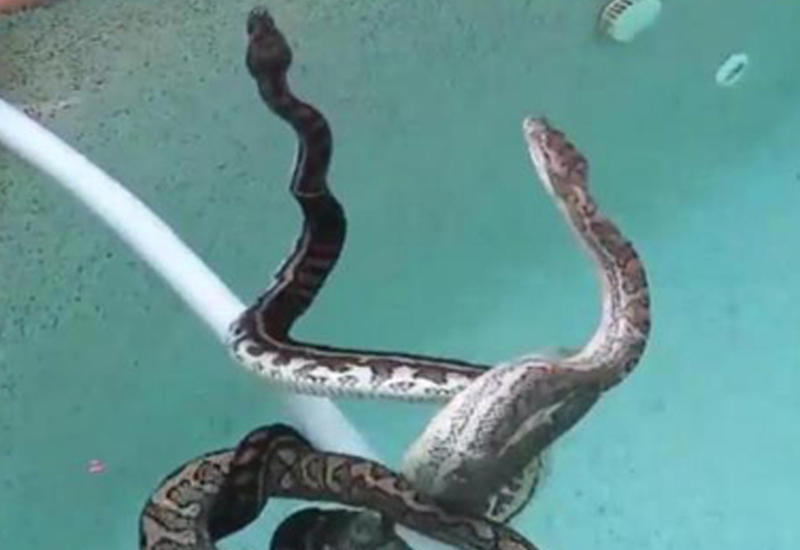 Жительницу Австралии ужаснула драка питонов в своем бассейне