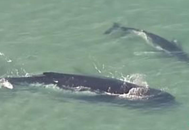 Удивительное спасение кита, застрявшего на мелководье, свои детенышем