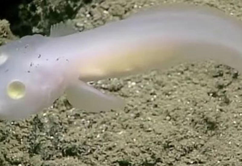 Редчайший обитатель океана впервые попал в объектив видеокамеры