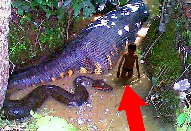 Самая большая змея видео. Анаконда тропического леса. Самая большая Анаконда в мире. Гигантская Анаконда людоед.