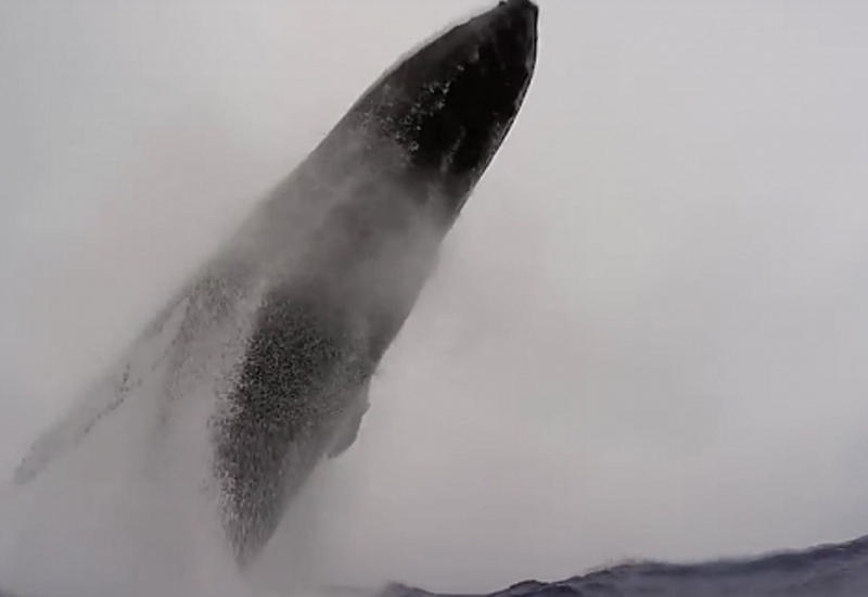 Дайвер снял из-под воды прыжок кита