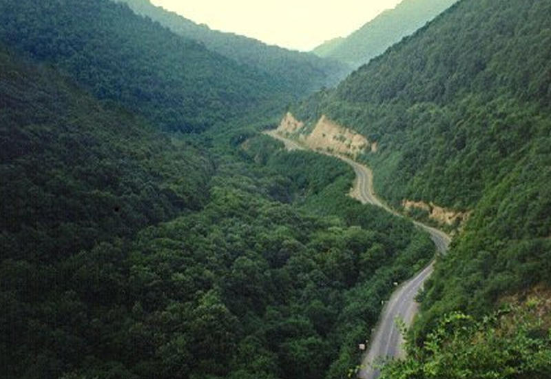 Минэкологии о вырубке лесов в Азербайджане