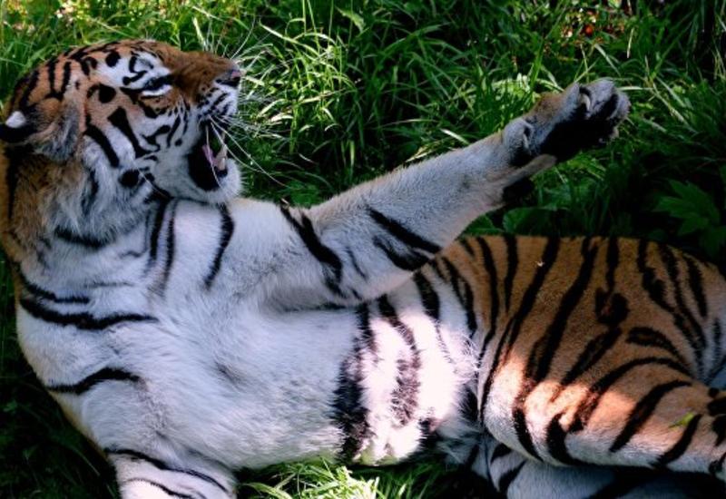 Во Владивостоке ищут тигра