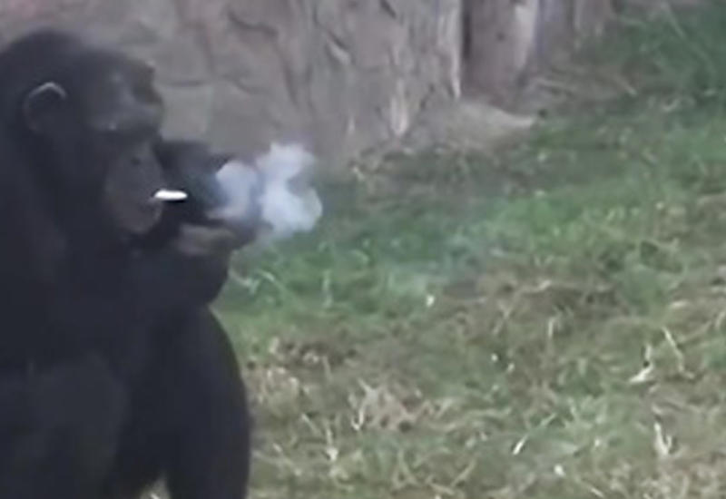 Курящая шимпанзе стала хитом зоопарка в Северной Корее
