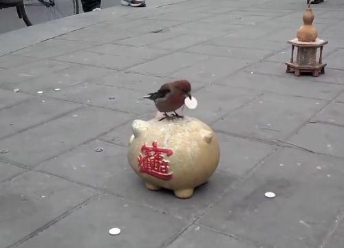 Китаец оригинально выдрессировал свою ручную птичку